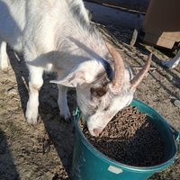 photo de livraison pour La Ferme des Zanimobiles