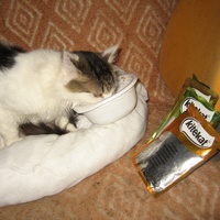 photo de livraison pour Jardin des Chats