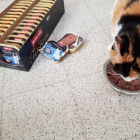 photo de livraison pour Les chats de l'Indifférence