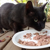 photo de livraison pour Association Des  Chats  De Hyeres