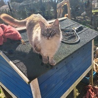 photo de livraison pour Ecole du Chat d’Arbois