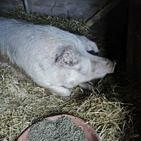 photo de livraison pour Chats Libres de Béziers