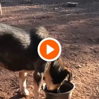 photo de livraison pour Help Adopt Moroccan Animals