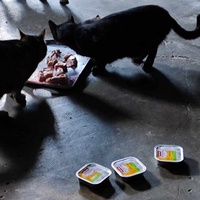 photo de livraison pour Patounes de Chats