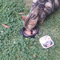 photo de livraison pour Chats Oubliés