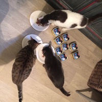 photo de livraison pour Ecole du Chat de Poitiers 