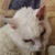 photo animal