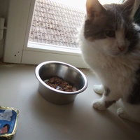 photo de livraison pour Les Chats du Nord Meusien