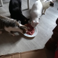 photo de livraison pour Boule de Poils