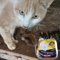 photo de livraison pour Boules d'amour