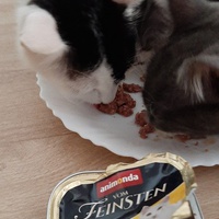 photo de livraison pour Bien vivre avec les Chats Sallélois