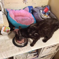 photo de livraison pour Vallée des Chats