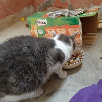 photo de livraison pour Bien vivre avec les Chats Sallélois