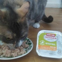 photo de livraison pour Les chats de l'Indifférence
