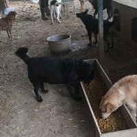 photo de livraison pour Društvo za zaštitu životinja "Bela"