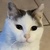 photo animal