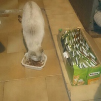photo de livraison pour Les chats Port-Saint-Louisiens