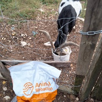 photo de livraison pour Chats errants du val du crenu