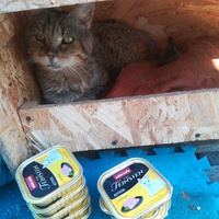 photo de livraison pour Les Chats libres de Calvisson