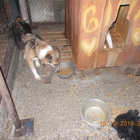 photo de livraison pour Pro Animals Finland ry