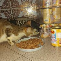 photo de livraison pour Samantha Réaux