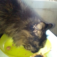photo de livraison pour Chats-sos