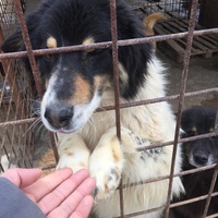 photo de livraison pour Save & Hope for Dogs