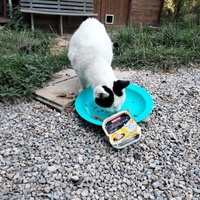 photo de livraison pour Chats errants du val du crenu