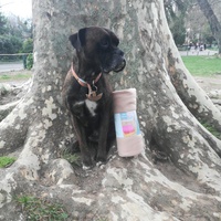 photo de livraison pour Help Doggy