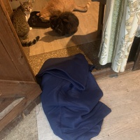 photo de livraison pour Les chats de chez nous