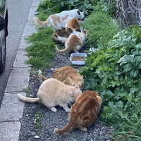photo de livraison pour Ecole du Chat des Alpilles