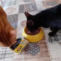 photo de livraison pour Des Cœurs pour les Pattes du 93