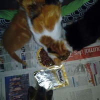 photo de livraison pour L'Arche de Marie - Mes Amours de Chats