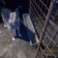 photo de livraison pour Pro Animals Finland ry