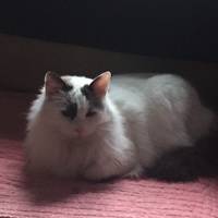 photo de livraison pour Les Chats Libres Condom 32