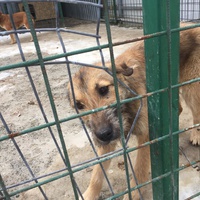 photo de livraison pour Save & Hope for Dogs