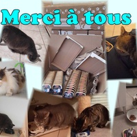 photo de livraison pour Association AmiCat