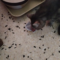 photo de livraison pour Chats Grains d'Amour