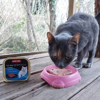 photo de livraison pour Les Chats Libres d'Estagel