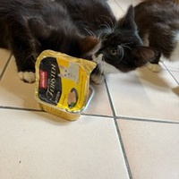 photo de livraison pour Bien vivre avec les Chats Sallélois