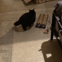photo de livraison pour Les Chats de Condom 32