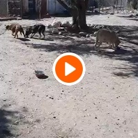 photo de livraison pour Help Adopt Moroccan Animals