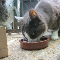 photo de livraison pour Au Bonheur des Chats Libres
