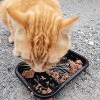 photo de livraison pour Adoption Féline Estuaire