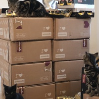 photo de livraison pour Les Chats Libres de Joinville