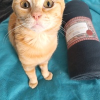 photo de livraison pour Les Chats de la Rue