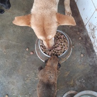 photo de livraison pour Comme Chiens et Chats Maroc