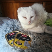 photo de livraison pour Les Chats libres de Calvisson