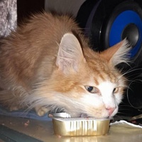 photo de livraison pour Les félins de la petite Venise