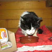 photo de livraison pour Au Bonheur des Chats Libres